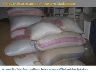 Adidy Maitso Association, Eastern Madagascar
Increased Rice Yields From Local Farms Reduce Incidence of Slash-and-Burn Agriculture
 
