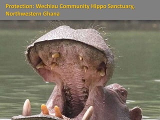 Protection: Wechiau Community Hippo Sanctuary,
Northwestern Ghana
 