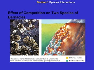 Effect of Competition on Two Species of Barnacles Section 1  Species Interactions 