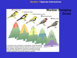 Warbler Foraging Zones Section 1  Species Interactions 