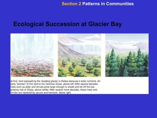 Ecological Succession at Glacier Bay Section 2  Patterns in Communities 