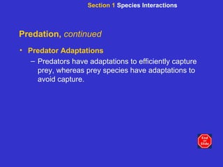 Predation,  continued Predator Adaptations Predators have adaptations to efficiently capture prey, whereas prey species have adaptations to avoid capture.  Section 1  Species Interactions 