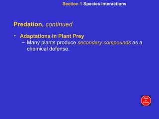 Predation,  continued Adaptations in Plant Prey Many plants produce  secondary compounds  as a chemical defense. Section 1  Species Interactions 