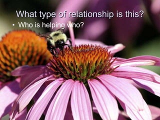 What type of relationship is this? Who is helping who? 