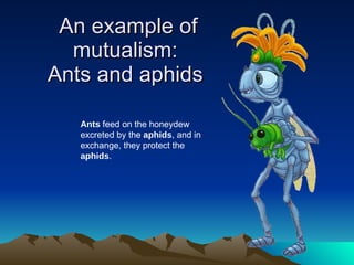 An example of mutualism:  Ants and aphids  Ants  feed on the honeydew excreted by the  aphids , and in exchange, they protect the  aphids . 