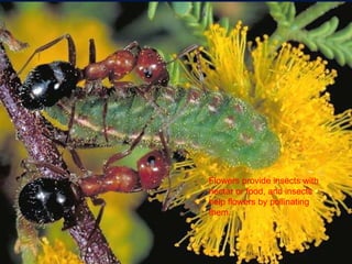 Flowers provide insects with nectar or food, and insects help flowers by pollinating them. 