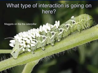 What type of interaction is going on here? Maggots on the the caterpillar 