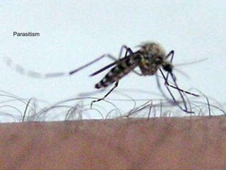 Parasitism 