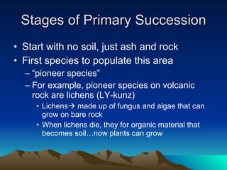 Stages of Primary Succession Start with no soil, just ash and rock First species to populate this area “ pioneer species” For example, pioneer species on volcanic rock are lichens (LY-kunz) Lichens   made up of fungus and algae that can grow on bare rock When lichens die, they for organic material that becomes soil…now plants can grow 