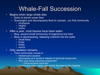 Whale-Fall Succession Begins when large whale dies Sinks to barren ocean floor Scavengers and decomposers flock to carcass , our first community Amphipods Hagfish sharks After a year, most tissues have been eaten Now, second small community of organisms live here Body is decomposing, releasing nutrients into the water Small fishes Crabs Snails worms Only skeleton remains… Third community moves in Heterotrophic bacteria Decompose oil in bones   release of chemical compounds Who uses these chemical compounds? Chemoosynthetic autotrophs In come the crabs, clams, and worms that feed on this bacteria 