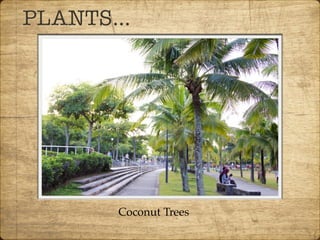 PLANTS…
Coconut Trees
 