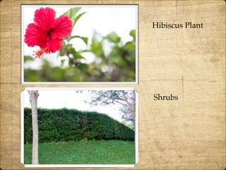 Hibiscus Plant
Shrubs
 