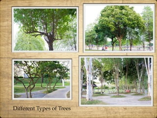 Different Types of Trees
 