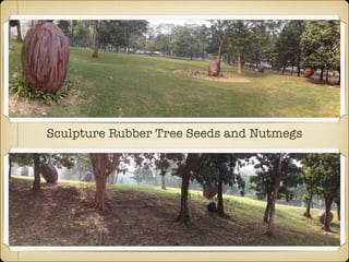 Sculpture Rubber Tree Seeds and Nutmegs
 