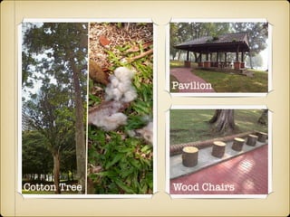 Cotton Tree
Pavilion
Wood Chairs
 