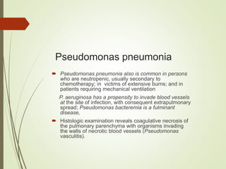 Pseudomonas pneumonia
 Pseudomonas pneumonia also is common in persons
who are neutropenic, usually secondary to
chemotherapy; in victims of extensive burns; and in
patients requiring mechanical ventilation
P. aeruginosa has a propensity to invade blood vessels
at the site of infection, with consequent extrapulmonary
spread; Pseudomonas bacteremia is a fulminant
disease,
 Histologic examination reveals coagulative necrosis of
the pulmonary parenchyma with organisms invading
the walls of necrotic blood vessels (Pseudomonas
vasculitis).
 