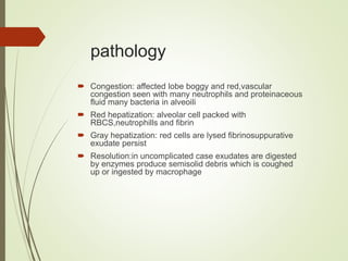 pathology
 Congestion: affected lobe boggy and red,vascular
congestion seen with many neutrophils and proteinaceous
fluid many bacteria in alveoili
 Red hepatization: alveolar cell packed with
RBCS,neutrophills and fibrin
 Gray hepatization: red cells are lysed fibrinosuppurative
exudate persist
 Resolution:in uncomplicated case exudates are digested
by enzymes produce semisolid debris which is coughed
up or ingested by macrophage
 