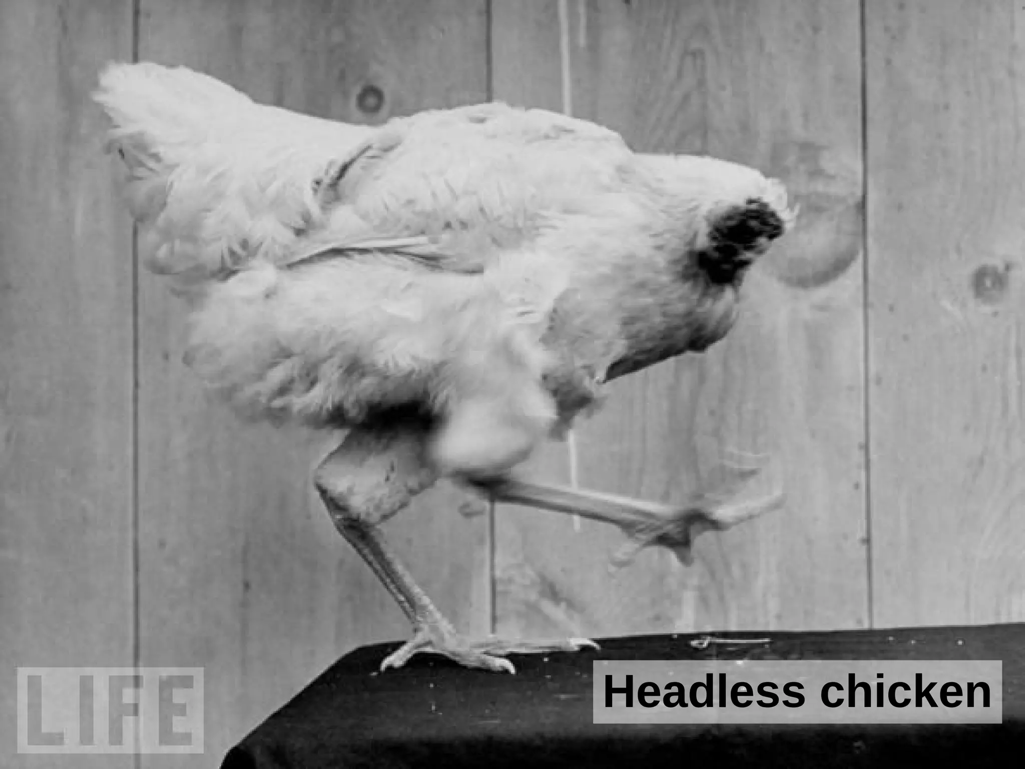 Headless chicken
 