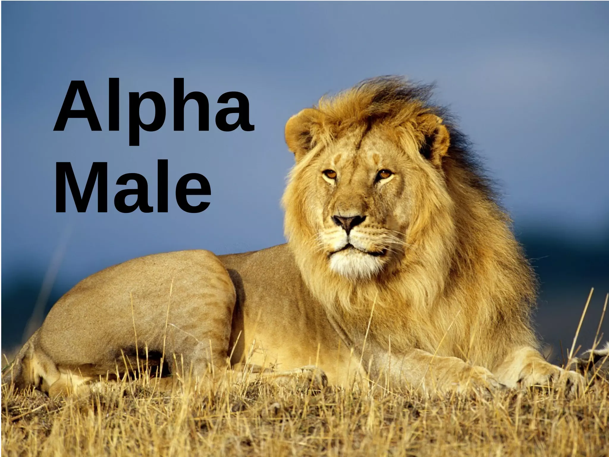 Alpha
Male
 