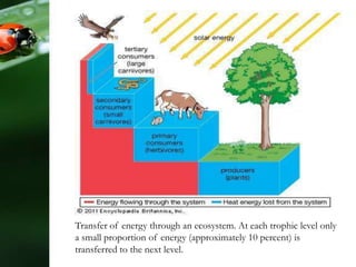 Transfer of energy through an ecosystem. At each trophic level only
a small proportion of energy (approximately 10 percent) is
transferred to the next level.
 