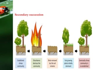 Secondary succession
 
