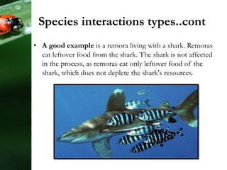• A good example is a remora living with a shark. Remoras
eat leftover food from the shark. The shark is not affected
in the process, as remoras eat only leftover food of the
shark, which does not deplete the shark's resources.
Species interactions types..cont
 