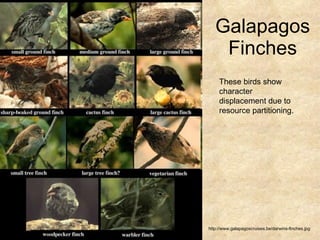 Galapagos Finches http://www.galapagoscruises.be/darwins-finches.jpg These birds show character displacement due to resource partitioning. 