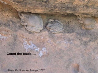Photo: Dr. Shannon Savage, 2007 Count the toads…. 
