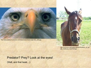 http://www.alaska-in-pictures.com/data/media/4/bald-eagle-face_850.jpg http://commons.wikimedia.org/wiki/File:Muso_di_cavallo_%28horse_head%29.jpg Predator? Prey? Look at the eyes!  (Well, and that beak…) 
