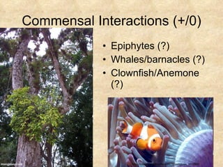 Commensal Interactions (+/0) Epiphytes (?) Whales/barnacles (?) Clownfish/Anemone (?) http://tolweb.org/treehouses/?treehouse_id=3390 