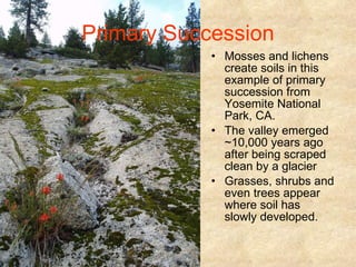 Primary Succession Mosses and lichens create soils in this example of primary succession from Yosemite National Park, CA. The valley emerged ~10,000 years ago after being scraped clean by a glacier  Grasses, shrubs and even trees appear where soil has slowly developed. 