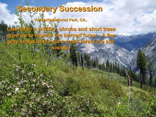 Secondary Succession   Yosemite National Park, CA .  Later after a wildfire, shrubs and short trees grow up to replace the burned forest.  A few gray snags of the old burned forest are still visible. 