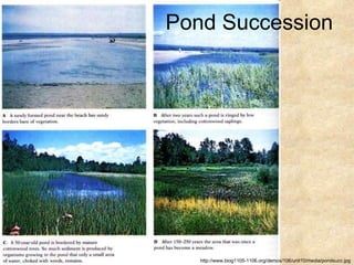 Pond Succession http://www.biog1105-1106.org/demos/106/unit10/media/pondsucc.jpg 