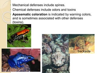  Mechanical defenses include spines.
 Chemical defenses include odors and toxins
 Aposematic coloration is indicated by warning colors,
and is sometimes associated with other defenses
(toxins).
Devil scorpionfish
backside
 