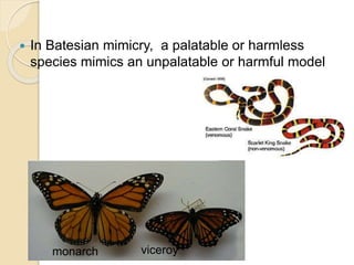  In Batesian mimicry, a palatable or harmless
species mimics an unpalatable or harmful model
monarch viceroy
 