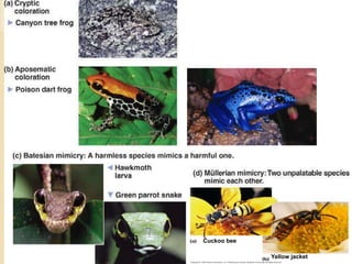Cuckoo bee
Yellow jacket
 
