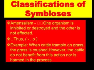 Classifications of
Symbioses
Amensalism - One organism is
inhibited or destroyed and the other is
not affected.
 Thus, ( - , o )
Example: When cattle trample on grass,
the grass is crushed.However, the cattle
do not benefit from this action nor is
harmed in the process.
 