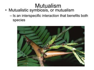 Mutualism
• Mutualistic symbiosis, or mutualism
– Is an interspecific interaction that benefits both
species
 