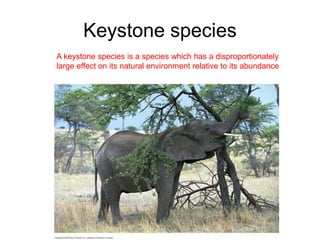 Keystone species
A keystone species is a species which has a disproportionately
large effect on its natural environment relative to its abundance
 