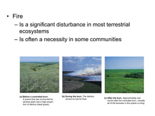 • Fire
– Is a significant disturbance in most terrestrial
ecosystems
– Is often a necessity in some communities
(a) Before a controlled burn.
A prairie that has not burned for
several years has a high propor-
tion of detritus (dead grass).
(b) During the burn. The detritus
serves as fuel for fires. (c) After the burn. Approximately one
month after the controlled burn, virtually
all of the biomass in this prairie is living.
 