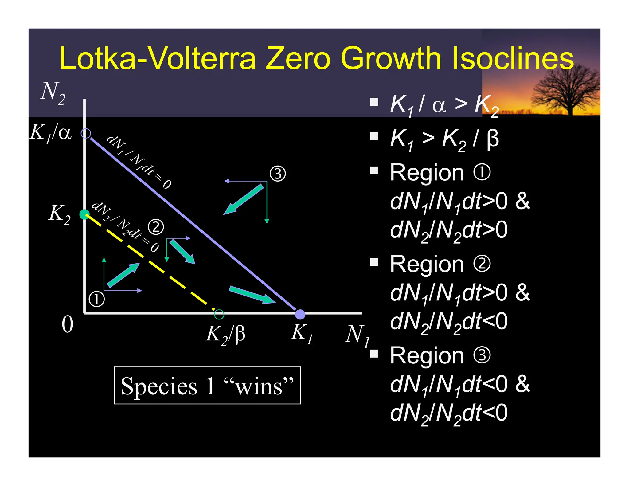 Lotka-Volterra Zero Growth Isoclines
Lotka-Volterra Zero Growth Isoclines
N2
N1
0 K2/β
K2
K1/α
K1
c
d
e
ƒ K1 / α > K2
ƒ K1 > K2 / β
ƒ Region c
dN1/N1dt>0 &
dN2/N2dt>0
ƒ Region d
dN1/N1dt>0 &
dN2/N2dt<0
ƒ Region e
dN1/N1dt<0 &
dN2/N2dt<0
Species 1 “wins”
 
