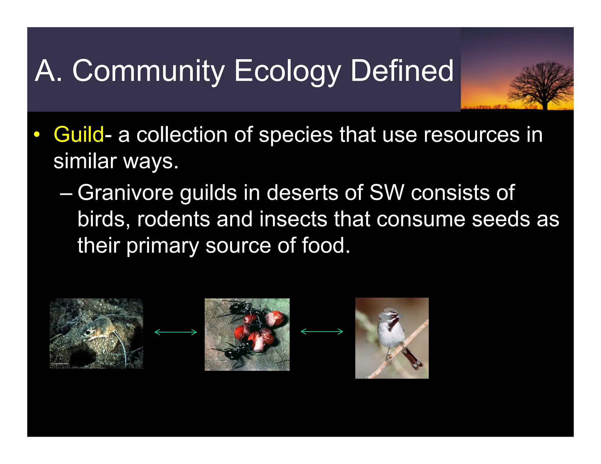 A. Community Ecology Defined
• Guild- a collection of species that use resources in
similar ways.
– Granivore guilds in deserts of SW consists of
birds, rodents and insects that consume seeds as
their primary source of food.
 