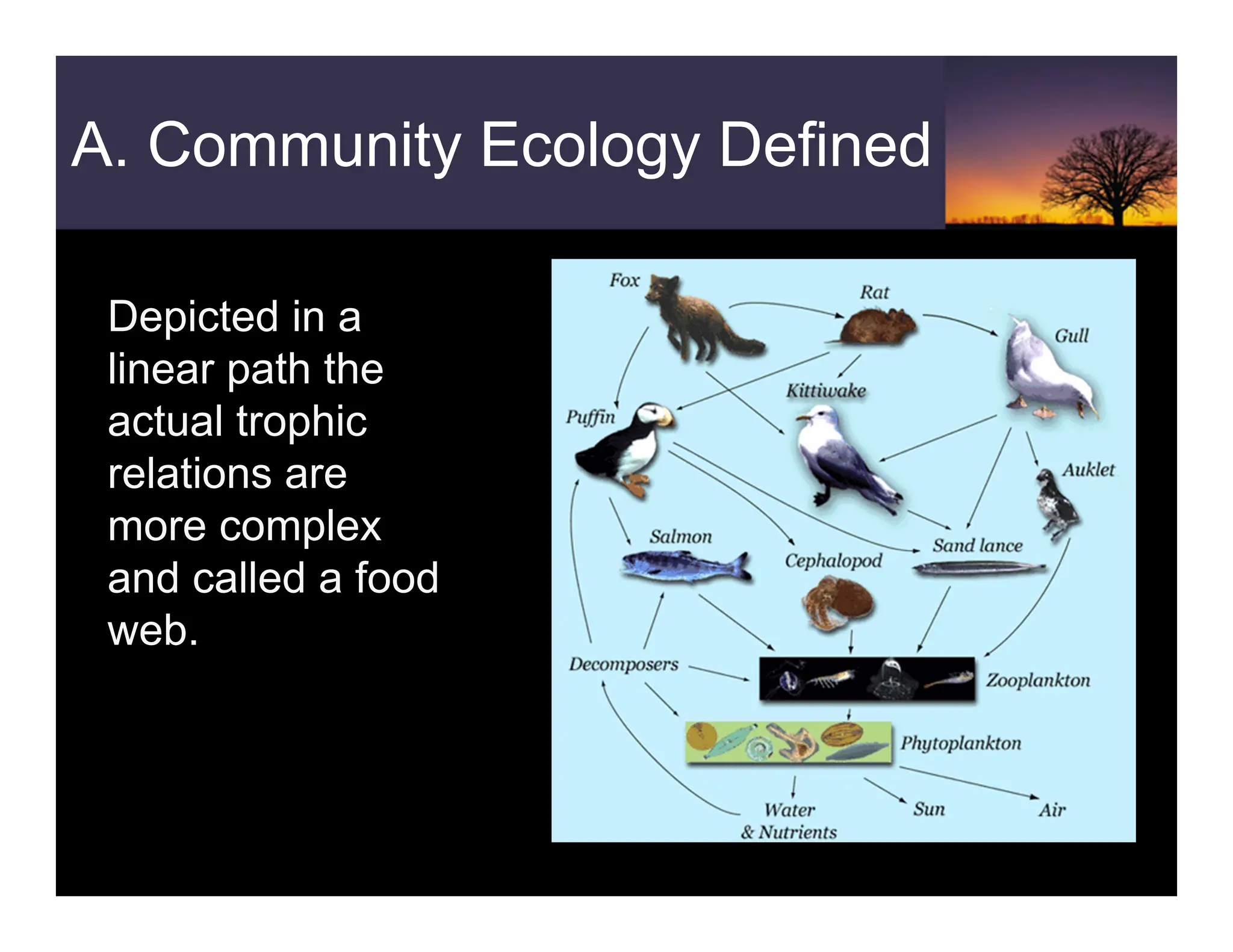 A. Community Ecology Defined
Depicted in a
linear path the
actual trophic
relations are
more complex
and called a food
web.
 