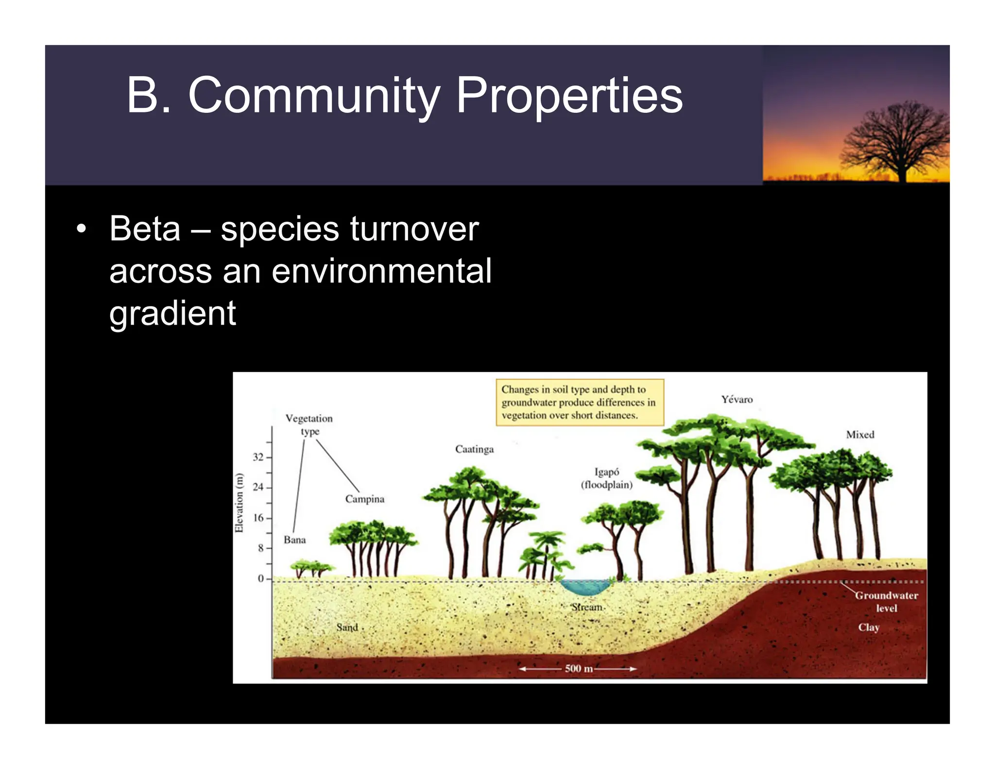 • Beta – species turnover
across an environmental
gradient
B. Community Properties
 