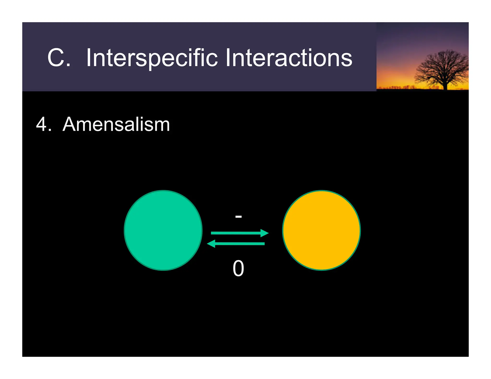 C. Interspecific Interactions
4. Amensalism
-
0
 