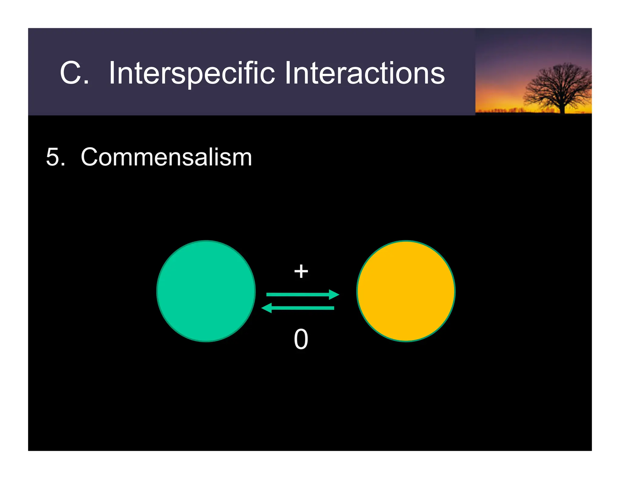 C. Interspecific Interactions
5. Commensalism
+
0
 