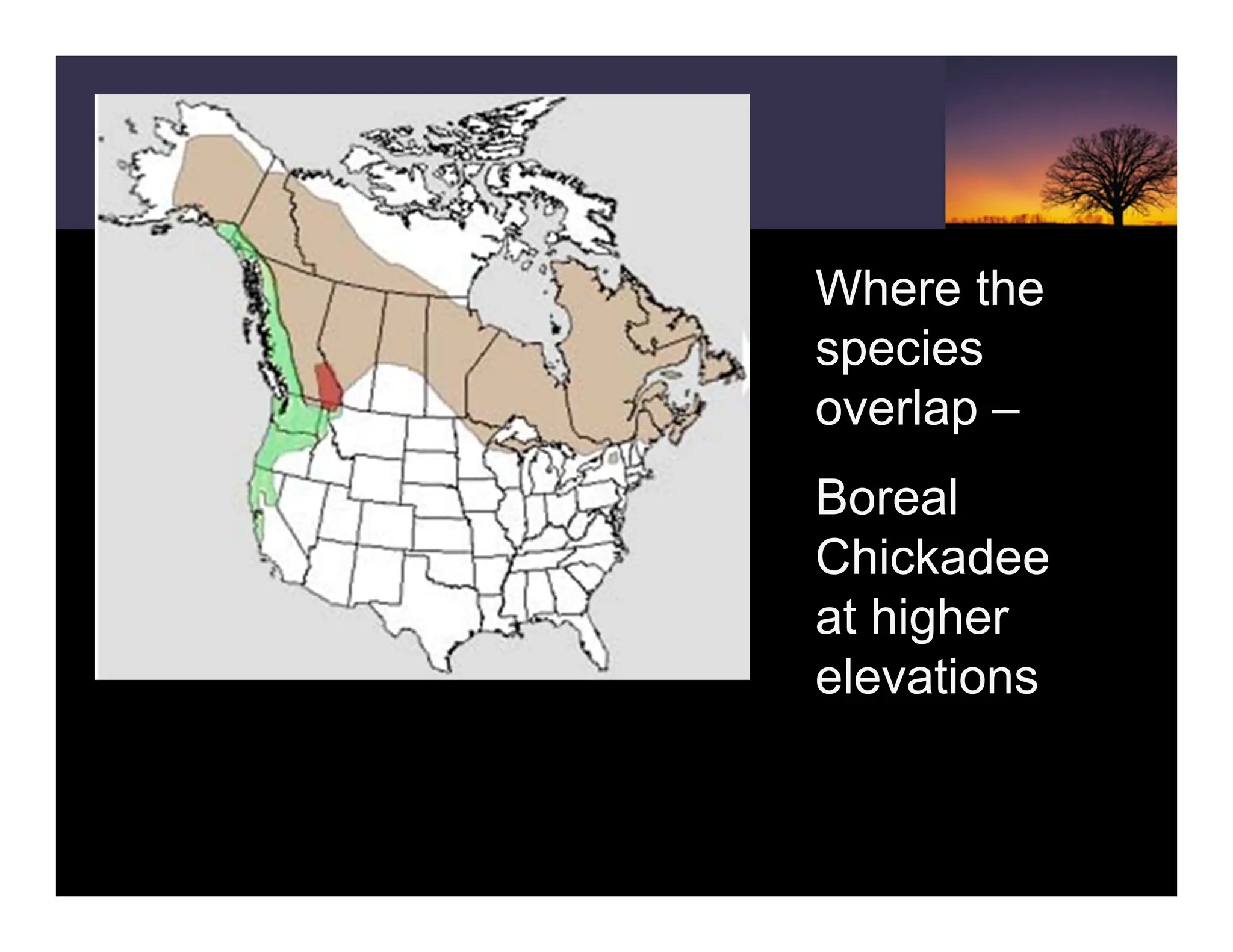 Where the
species
overlap –
Boreal
Chickadee
at higher
elevations
 