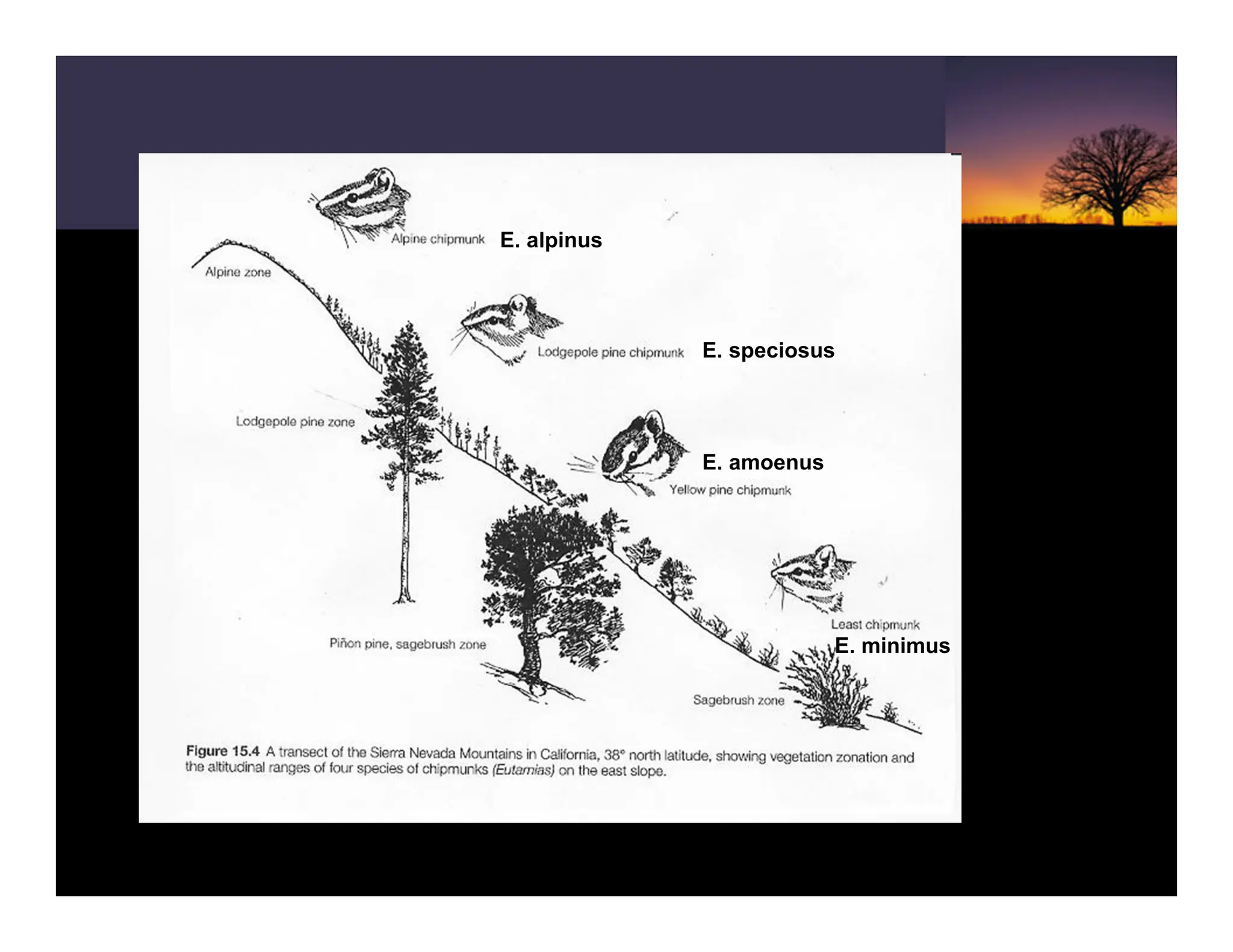 E. alpinus
E. speciosus
E. amoenus
E. minimus
 