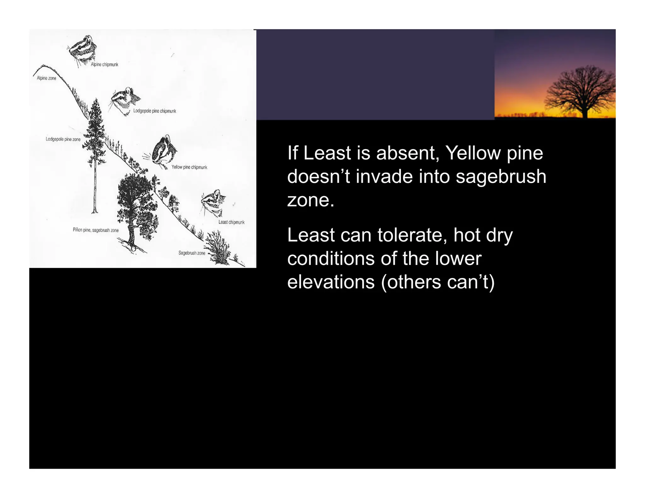 If Least is absent, Yellow pine
doesn’t invade into sagebrush
zone.
Least can tolerate, hot dry
conditions of the lower
elevations (others can’t)
 