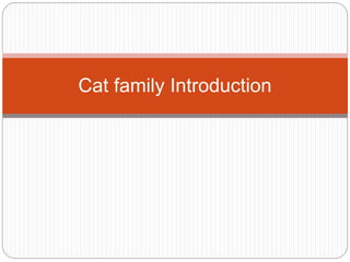 Cat family Introduction
 
